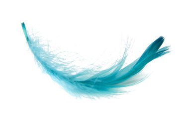 Beyaz arkaplanda mavi zarif kuş tüyü izole edilmiş.