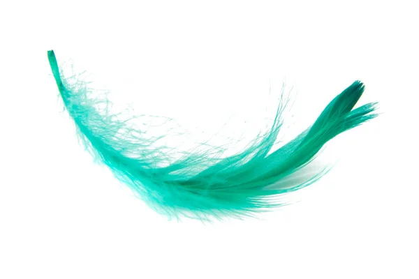 Green Elegant Bird Feather Isolated White Background — Zdjęcie stockowe