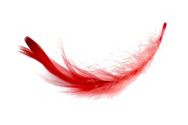 Κόκκινο Κομψό Φτερό Πουλιού Απομονώνονται Στο Λευκό Φόντο — Φωτογραφία Αρχείου