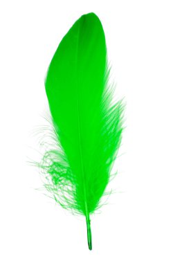 Beyaz arkaplanda izole edilmiş zarif pofuduk tüy