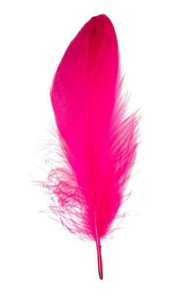 Feather Elegant Puff Isolerad Den Vita Bakgrunden — Stockfoto
