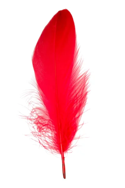 Feather Elegant Puff Isolated White Background — Stock Photo, Image