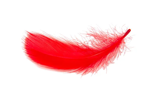 Feather Elegant Red Puff Isolated White Background — Stock Photo, Image