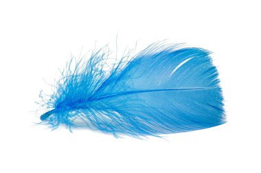 Beyaz arka planda zarif kuş tüyü renkli izole edilmiş.