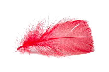 Beyaz arka planda zarif kuş tüyü renkli izole edilmiş.