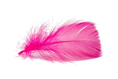 Beyaz arka planda zarif kuş tüyü renkli izole edilmiş.