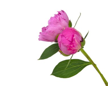 Pembe şakayık çiçek beyaz arka plan izole