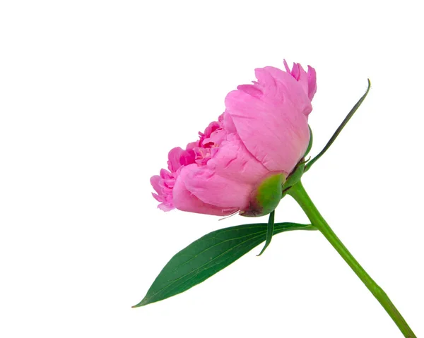 Rózsaszín Tavasz Virágos Bazsarózsa Virág Elszigetelt Fehér Háttér — Stock Fotó