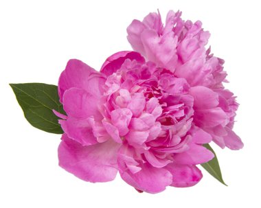 Pembe güzel şakayık çiçeği beyaz arka planda izole edilmiş.