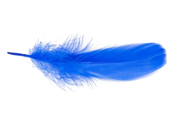 Vogelfeder Elegant Blau Isoliert Auf Weißem Hintergrund — Stockfoto