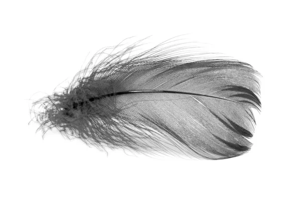 鳥の羽のエレガントな黒の白い背景に隔離された — ストック写真