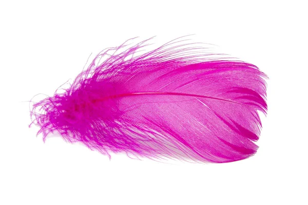 Pájaro Pluma Elegante Rosa Aislado Fondo Blanco —  Fotos de Stock