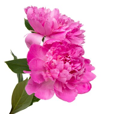 Pembe güzel şakayık çiçeği beyaz arka planda izole edilmiş.