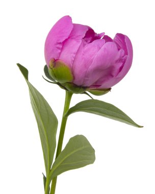 Beyaz arka planda izole edilmiş zarif, güzel şakayık çiçeği.