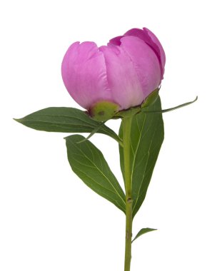 Beyaz arka planda izole edilmiş zarif, güzel şakayık çiçeği.