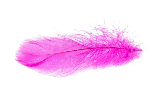 Elegant Fluffy Feather Colorful Isolated White Background — Stock Photo, Image