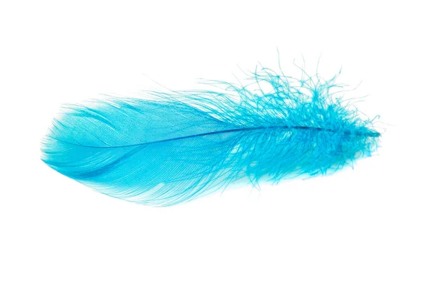 Elegant Fluffy Feather Colorful Isolated White Background — Stock Photo, Image