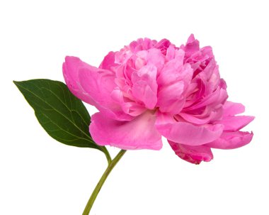 Beyaz arka planda izole edilmiş zarif, güzel şakayık çiçeği.