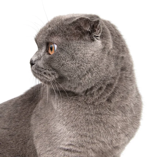 British Gray Cat Portrait Isolated White Background — Stock Photo, Image