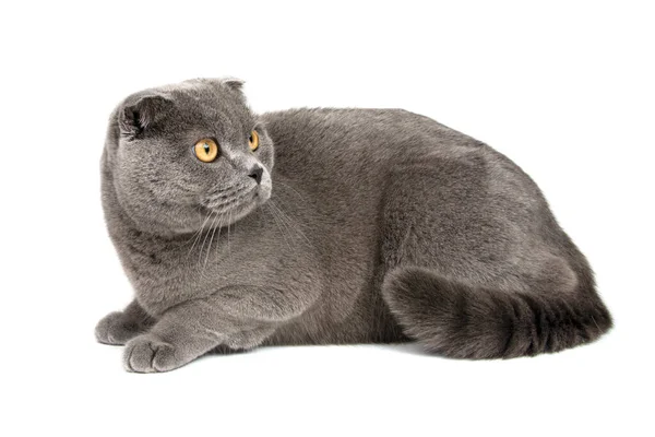 British Gray Cat Portrait Isolated White Background — Stock Photo, Image