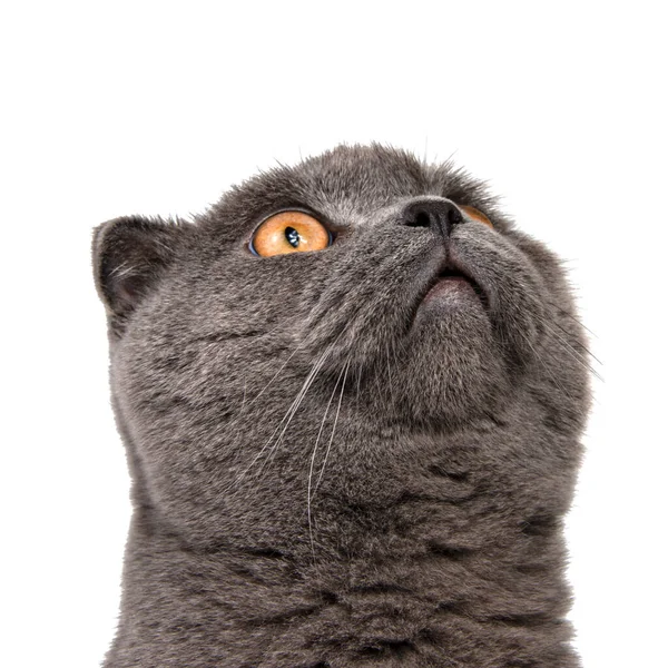 Brittisk Grå Katt Porträtt Isolerad Den Vita Bakgrunden — Stockfoto