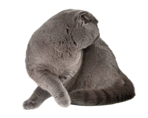 British Gray Cat Beautiful Isolated White Background — Stock Photo, Image