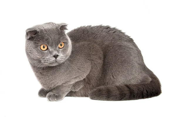 Brittisk Grå Katt Vacker Isolerad Den Vita Bakgrunden — Stockfoto