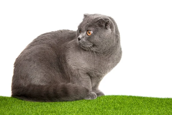 イギリスの灰色の猫の美しい白い背景に隔離された — ストック写真