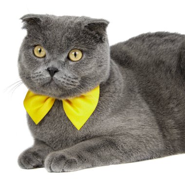 Mavi komik İngiliz kedisi beyaz arka planda soyutlanmış güzel