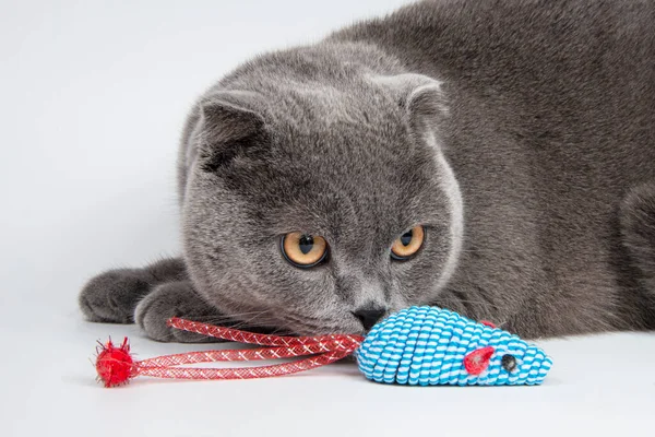 Blaue Lustige Britische Katze Schön Isoliert Auf Weißem Hintergrund — Stockfoto