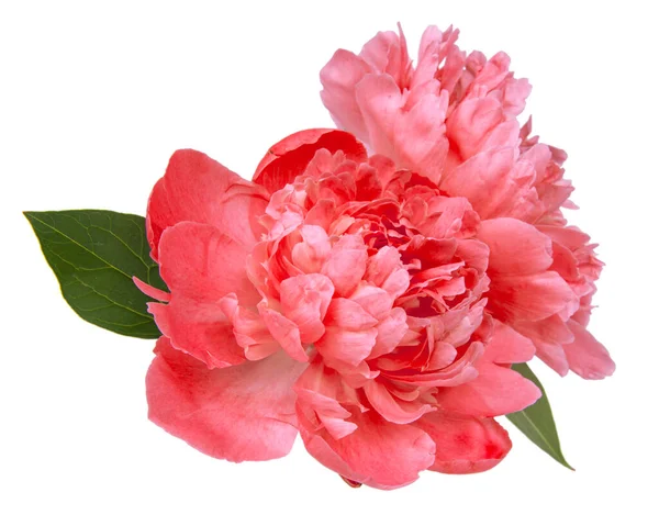 Peony Pink Flower Beautiful Isolated White Background — Stock Photo, Image