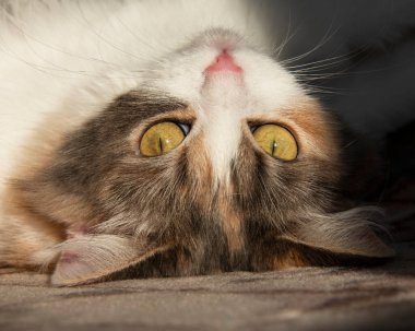 Hafif tüylü, sevimli kedi, sarı gözlü, gün ışığında tatlı.