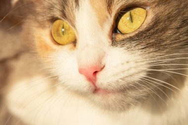 Hafif tüylü, sevimli kedi, sarı gözlü, gün ışığında tatlı.