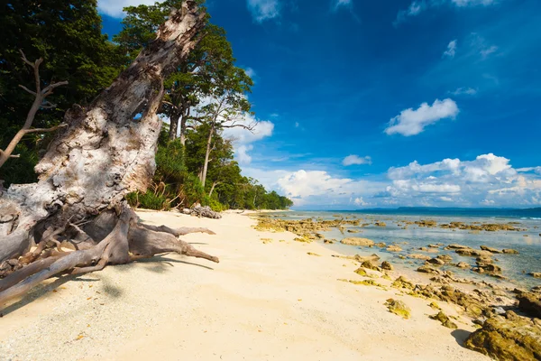 Pristine Undeveloped Sand Beach Forest Low Tide — Stock Photo, Image