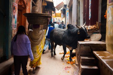 siyah boğa, inek engelleme alley varanasi dar