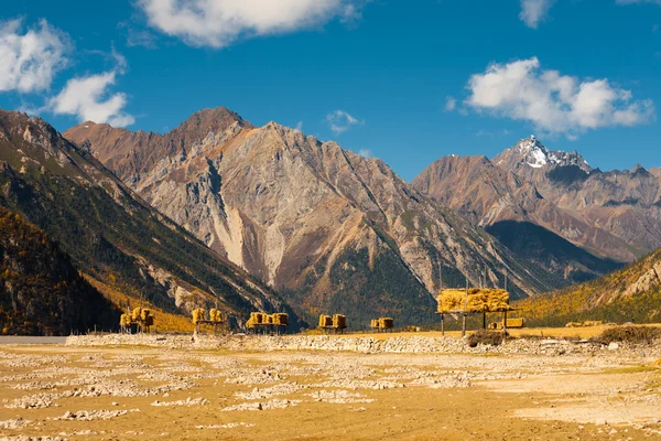 Búza aratás tibeti gazdálkodás hegyek — Stock Fotó