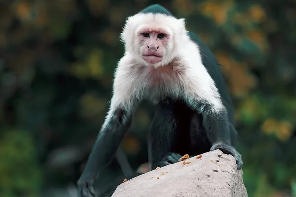 Capuchin vahşi maymunun güzel portresi. 