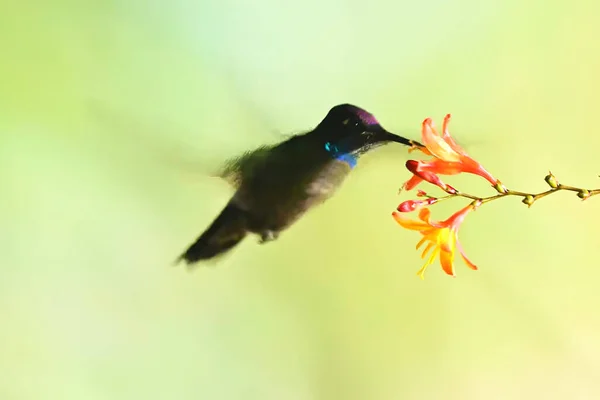 Rivoli\'s hummingbird male or magnificent hummingbird flying near flower