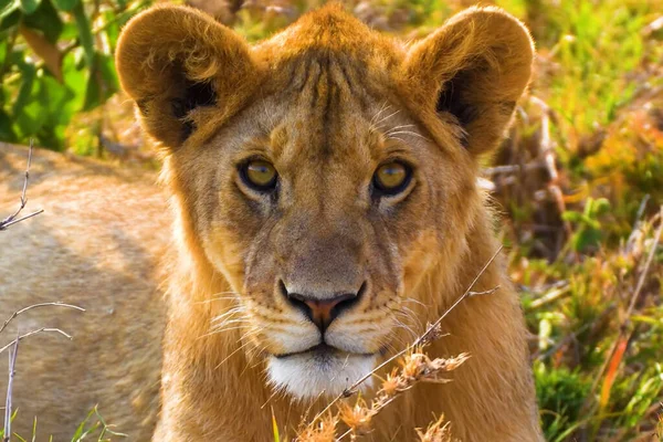 Kara Orman 'da bir dişi aslan portresi. Sevgili Dişi Aslan. Yakın plan Afrikalı dişi aslan.