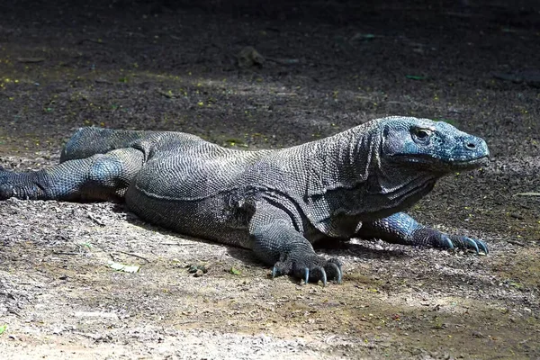 Dünyanın en büyük kertenkelesi Komodo Dragon kameranın yanında yürüyor.