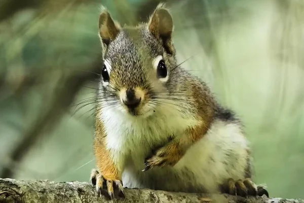 Yeşil bir dalda oturan tilki sincabı portresi (Sciurus niger).