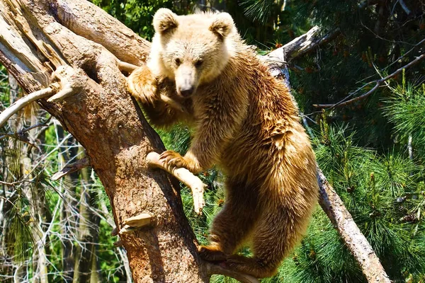  Kodiak ayıları oyun oynuyor, besleniyor, ağaçtan aşağı iniyor.