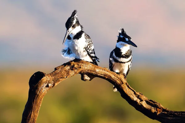 İki Pied Kingfish Balıkçısı Şubede oturuyor