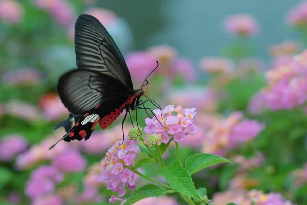 Бабочка Кишит Розовыми Цветами Красота Природе — стоковое фото
