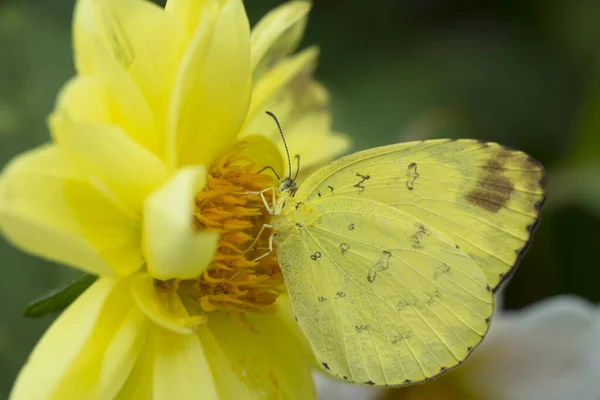 Бабочка Кишит Желтыми Цветами Красота Природе — стоковое фото