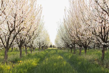 Baharda çiçek açan elma ağaçları olan güzel bir bahçe.