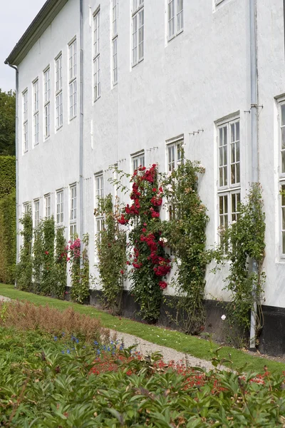 Rosor på väggen — Stockfoto