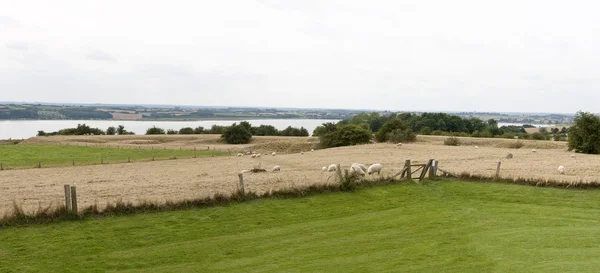Schafe auf dem Feld — Stockfoto