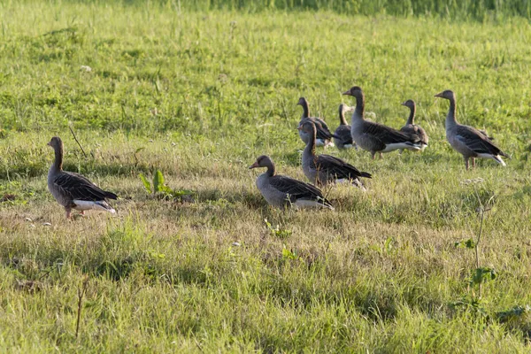 Greylag Geese - 1988 — Stock fotografie