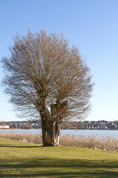 Old Tree at the Lake — Stock Photo, Image